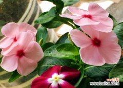 长春花的花语意义及其美丽传承 长春花花语之美——传递爱与希望的花朵