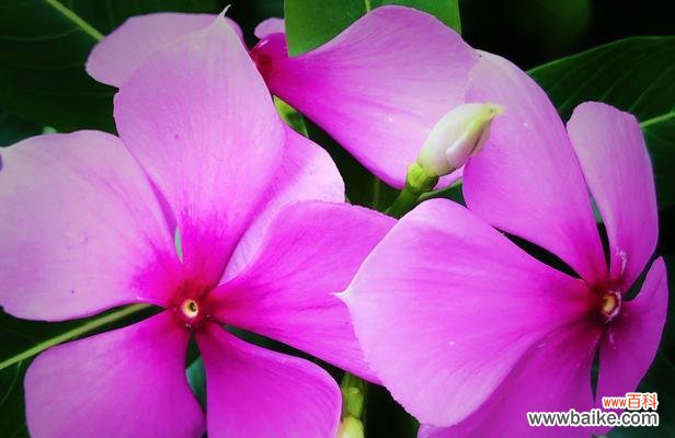 探索长春花的花语与传统文化内涵 长春花花语解析及文化传承