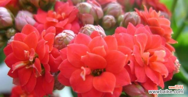 探索长寿花花语的秘密 粉色长寿花花语解析