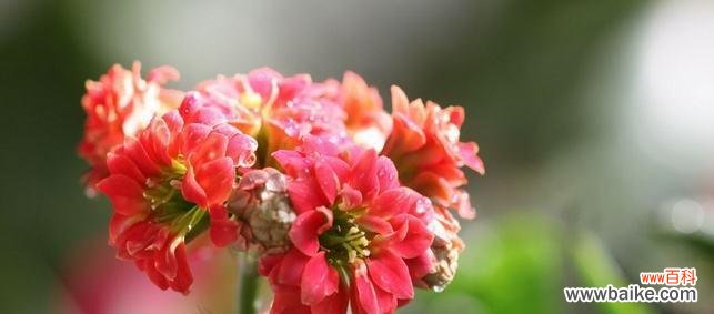 寓意丰富的长寿花 长寿花花语的深层含义