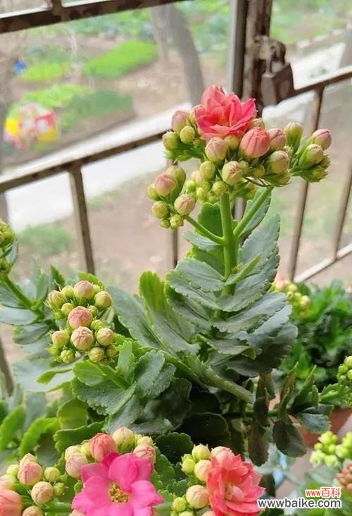 探寻长寿花背后的文化符号与生命哲学 长寿花的寓意与象征意义