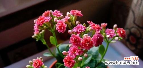 传承千年的福祉之花 长寿花的寓意与象征风水