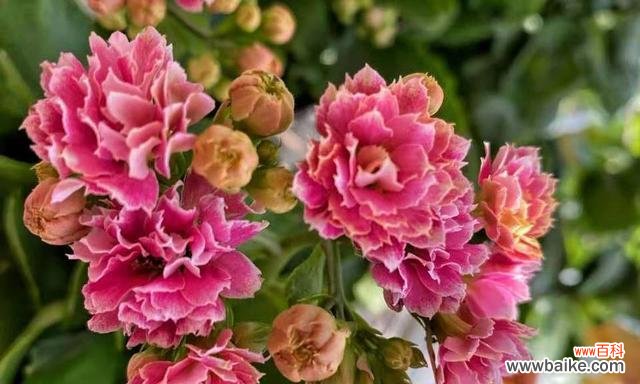 传承千年的福祉之花 长寿花的寓意与象征风水