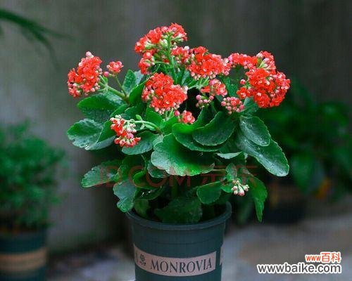 传承千年的福祉之花 长寿花的寓意与象征风水