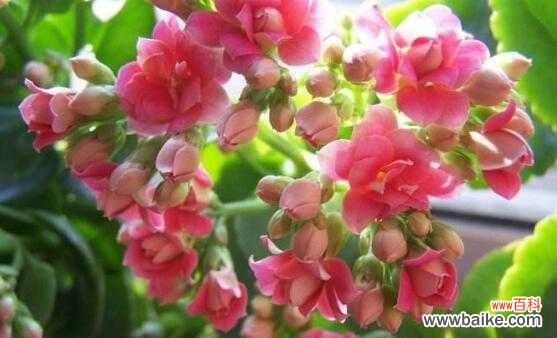 揭秘长寿花的象征意义与传达之语 长寿花