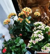 探寻长寿花切花的文化内涵与市场前景 长寿花切花的意义与价值