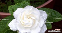 探寻栀子花的花语 栀子花