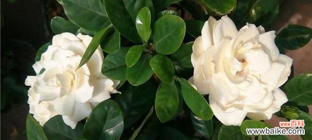 探寻栀子花的象征意义及传统文化内涵 栀子花的花语——美丽与纯洁