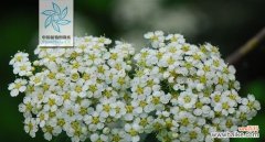 揭秘菊花与珍珠绣线的美丽寓意 探寻珍珠绣线菊的神秘花语