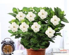 以芳香扑鼻 栀子花的寓意与适合送礼对象