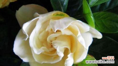 探索栀子花的文化象征与心灵寄托 栀子花的寓意与象征意义