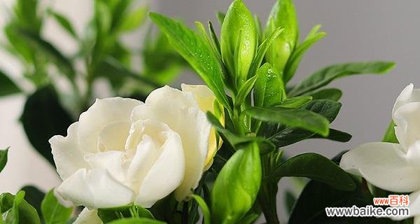 探索栀子花的文化象征与心灵寄托 栀子花的寓意与象征意义