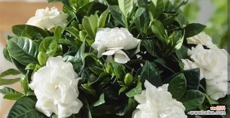 探索栀子花的美丽内涵与文化象征 栀子花的寓意和象征意义