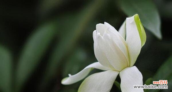 探索栀子花的美丽内涵与文化象征 栀子花的寓意和象征意义