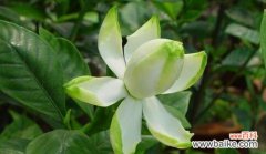 探寻栀子花背后的寓意和文化内涵 栀子花花语及其象征意义