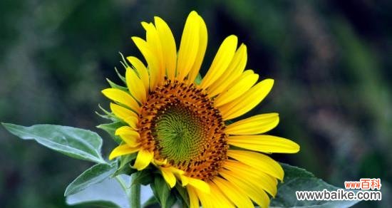 传递希望与快乐的花语之旅 积极向上的花花语，让阳光洒满生活