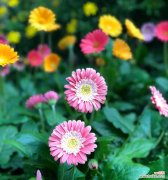 传递希望与快乐的花语之旅 积极向上的花花语，让阳光洒满生活