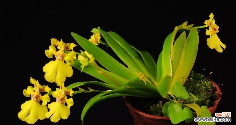 以表示吉祥的花为主题的花语探究 吉祥花开，福气无边