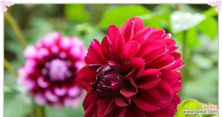 以表示吉祥的花为主题的花语探究 吉祥花开，福气无边