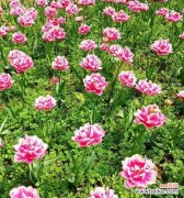 用花语表达深深的思念之情 以表示纪念的花花语