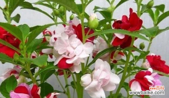 以表示坚持的花有哪些 坚持的花开放着无尽的勇气