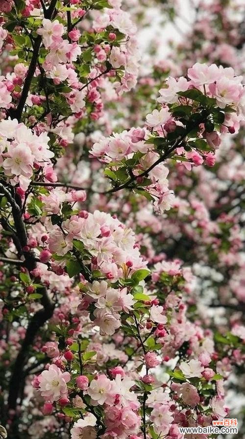 用花开的姿态演绎生命的坚韧与奇迹 花的力量——坚韧不拔的花