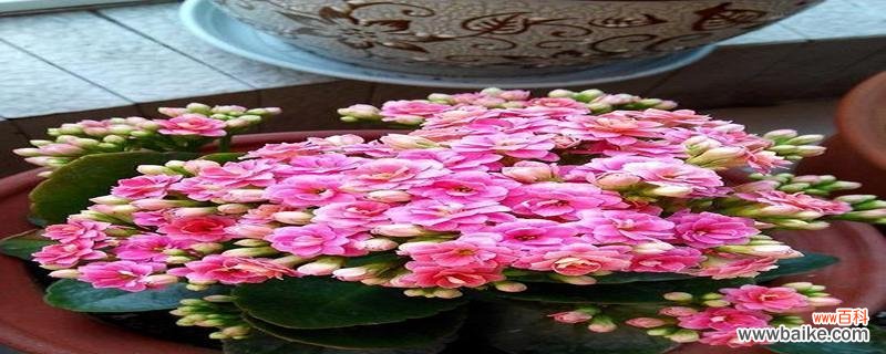 以表示健康的花花语是健康的花 盛开健康，花语中的生命力