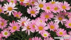 以表示健康的花花语是健康的花 盛开健康，花语中的生命力