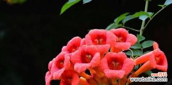 深入了解敬佩的花 敬佩的花与花语