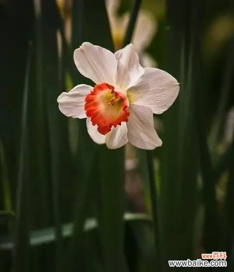 以表示敬意的花为主题 用花语传递敬意