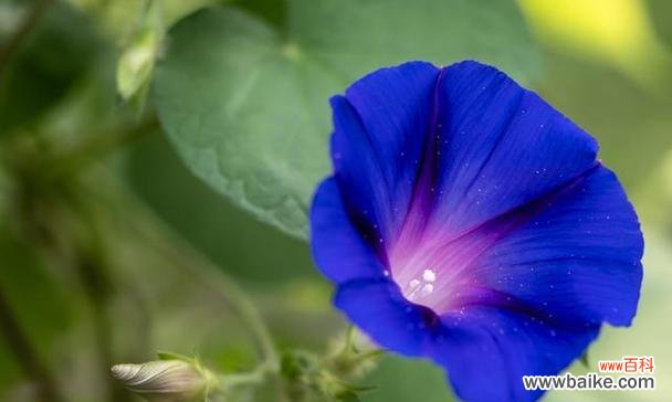 表达幸福的鲜花与快乐的花语 开心花语——用花朵传递快乐的能量