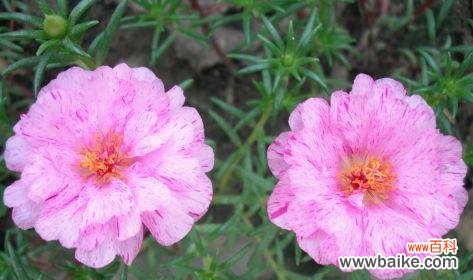 用花语传达快乐 快乐的花