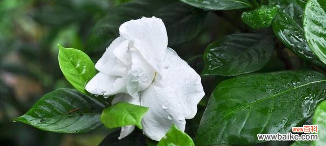 了解栀子花的含义 栀子花的花语与寓意