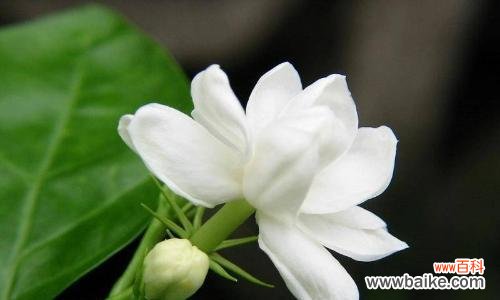 探寻栀子花的深层意义 栀子花的真正花语