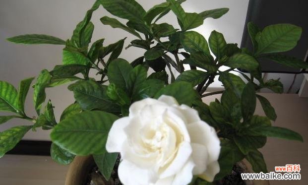 探寻栀子花的深层意义 栀子花的真正花语