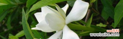 探寻栀子花的深层意义 栀子花的真正花语