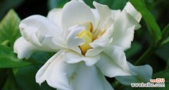 探寻栀子花背后的深意 栀子花开的寓意