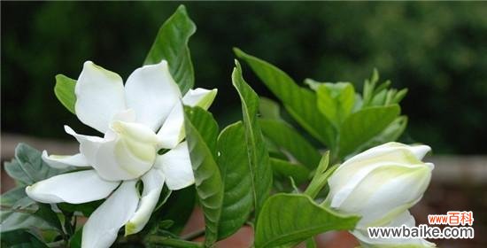 绽放在四季的栀子 栀子花的花语与寓意