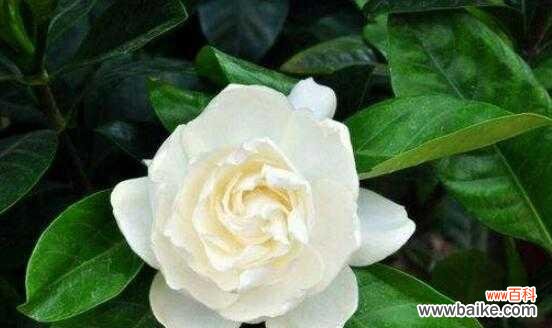 栀子花的花语寓意以及象征的含义 栀子花的花语