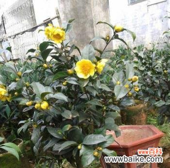 植物呼吸作用的意义及其影响 植物的呼吸作用