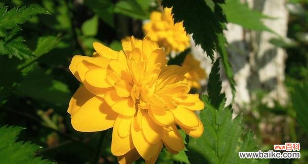 探索重瓣棣棠花背后的美丽故事 重瓣棣棠花的花语与寓意