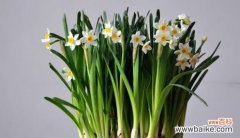 揭秘植物呼吸的重要性 植物呼吸作用的意义