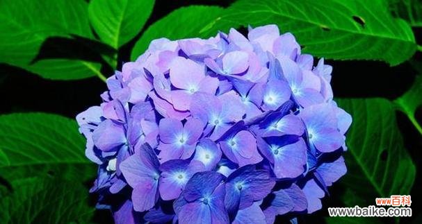 揭秘植物呼吸的重要性 植物呼吸作用的意义