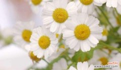 探寻皱菊花的花语之谜 皱菊花的花语和寓意