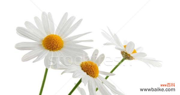 探究皱菊花的象征意义与文化价值 以皱菊花代表什么