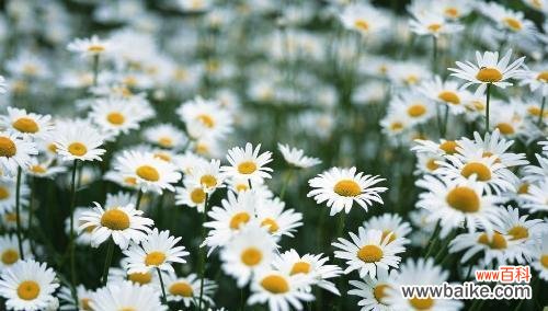 探寻以皱菊的花语 以皱菊的花语及其寓意