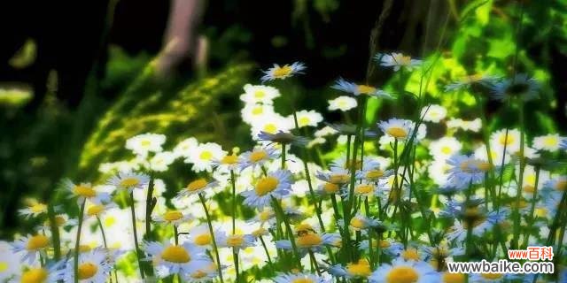 探寻以皱菊的花语 以皱菊的花语及其寓意