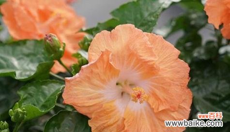 解读朱槿花背后的情感寓意 朱槿花的花语与意义