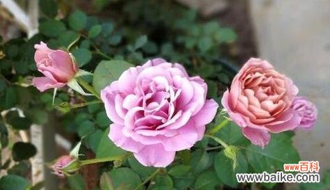 以花朵为媒介 善良之花