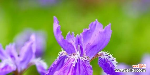 传递喜庆之意 庆祝的花花语
